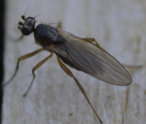 Lonchoptera sp.